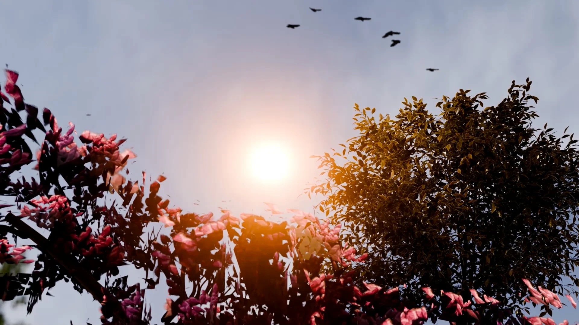 Sunlight through trees in the Daylight Solution film